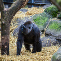 Chessington Park - 05 April 2014 / Gorillas