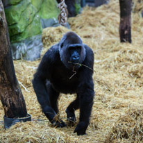 Chessington Park - 05 April 2014 / Gorillas