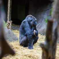 Chessington Park - 05 April 2014 / Gorillas