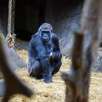 Chessington Park - 05 April 2014 / Gorillas