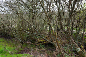 Dinas Island - 12 April 2014 / As we were a bit early to get our cottage, we went for a short walk after 4 hours in the car...