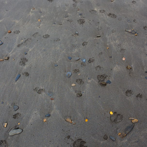 Dinas Island - 12 April 2014 / Beach