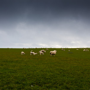 Dinas Island - 12 April 2014 / Sunset on Dinas Island Farm