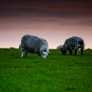 Dinas Island - 12 April 2014 / Sunset on Dinas Island Farm