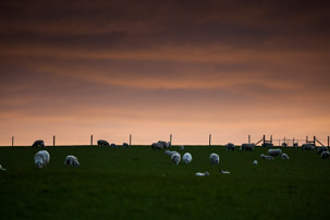 Dinas Island - 12 April 2014 / Sunset on Dinas Island Farm