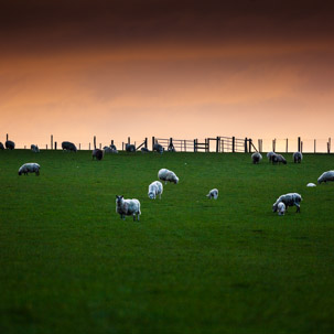 Dinas Island - 12 April 2014 / Sunset on Dinas Island Farm