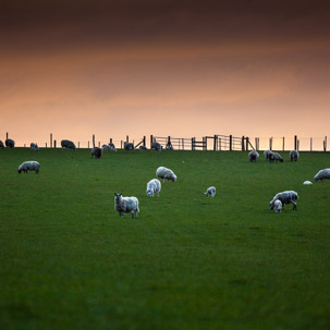 Dinas Island - 12 April 2014 / Sunset on Dinas Island Farm