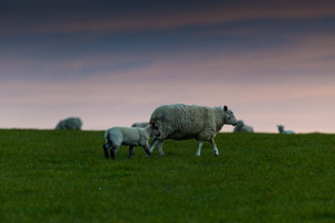 Dinas Island - 12 April 2014 / Sunset on Dinas Island Farm