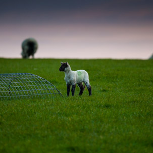 Dinas Island - 12 April 2014 / Sunset on Dinas Island Farm