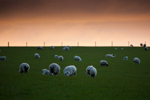 Dinas Island - 12 April 2014 / Sunset on Dinas Island Farm