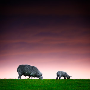 Dinas Island - 12 April 2014 / Sunset on Dinas Island Farm