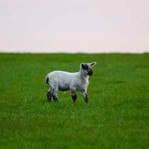 Dinas Island - 12 April 2014 / Sunset on Dinas Island Farm