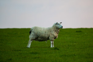 Dinas Island - 12 April 2014 / Sunset on Dinas Island Farm