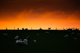 Dinas Island - 12 April 2014 / Sunset on Dinas Island Farm