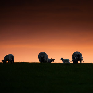 Dinas Island - 12 April 2014 / Sunset on Dinas Island Farm