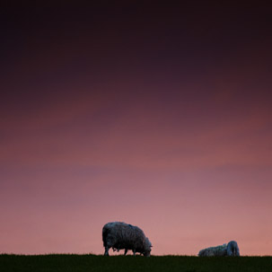 Dinas Island - 12 April 2014 / Sunset on Dinas Island Farm