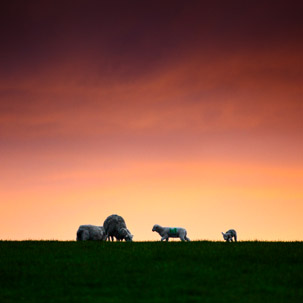 Dinas Island - 12 April 2014 / Sunset on Dinas Island Farm