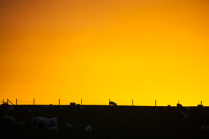 Dinas Island - 12 April 2014 / Sunset on Dinas Island Farm