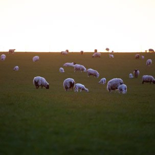 Dinas Island - 12 April 2014 / Sunset on Dinas Island Farm