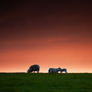 Dinas Island - 12 April 2014 / Sunset on Dinas Island Farm