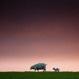 Dinas Island - 12 April 2014 / Sunset on Dinas Island Farm