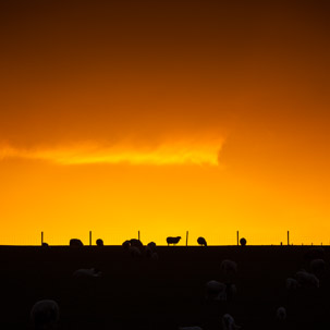 Dinas Island - 12 April 2014 / Sunset on Dinas Island Farm