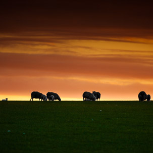 Dinas Island - 12 April 2014 / Sunset on Dinas Island Farm