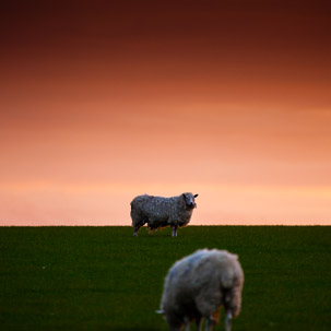 Dinas Island - 12 April 2014 / Sunset on Dinas Island Farm