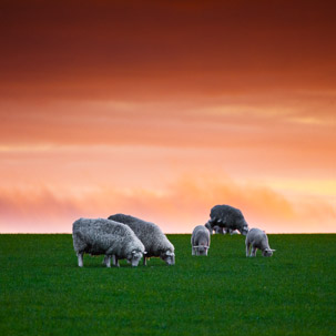 Dinas Island - 12 April 2014 / Sunset on Dinas Island Farm