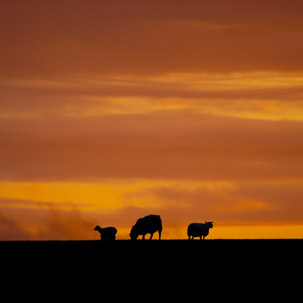 Dinas Island - 12 April 2014 / Sunset on Dinas Island Farm