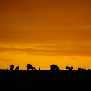 Dinas Island - 12 April 2014 / Sunset on Dinas Island Farm