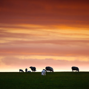 Dinas Island - 12 April 2014 / Sunset on Dinas Island Farm