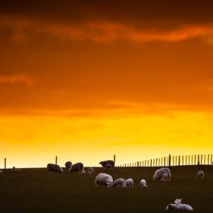 Dinas Island - 12 April 2014 / Sunset on Dinas Island Farm