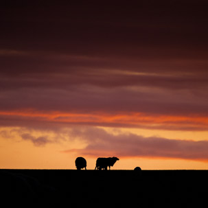 Dinas Island - 12 April 2014 / Sunset on Dinas Island Farm