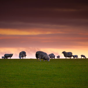 Dinas Island - 12 April 2014 / Sunset on Dinas Island Farm