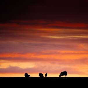 Dinas Island - 12 April 2014 / Sunset on Dinas Island Farm