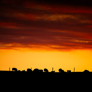 Dinas Island - 12 April 2014 / Sunset on Dinas Island Farm