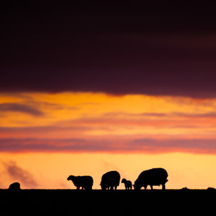 Dinas Island - 12 April 2014 / Sunset on Dinas Island Farm