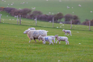 Dinas Island - 12 April 2014 / Dinas Island