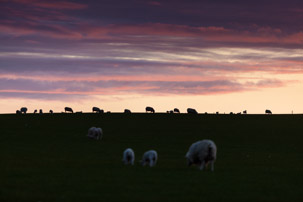 Dinas Island - 12 April 2014 / Sunset on Dinas Island Farm