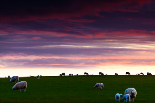 Dinas Island - 12 April 2014 / Sunset on Dinas Island Farm