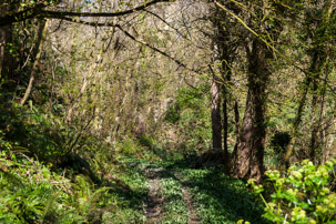 Dinas Island - 13 April 2014 / But we started by taking the wrong path... down the forest...