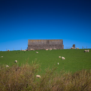 Dinas Island - 13 April 2014 / Dinas Island Farm. Best sheep farm of the year and best grassland of the year...