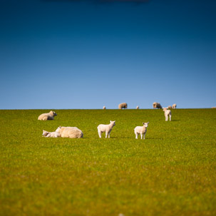 Dinas Island - 13 April 2014 / Dinas Island Farm. Best sheep farm of the year and best grassland of the year...