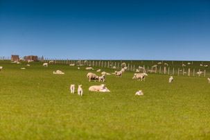 Dinas Island - 13 April 2014 / Dinas Island Farm. Best sheep farm of the year and best grassland of the year...
