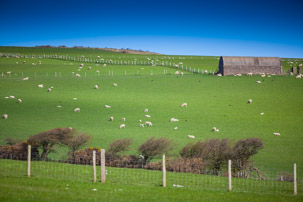 Dinas Island - 13 April 2014 / Dinas Island Farm. Best sheep farm of the year and best grassland of the year...