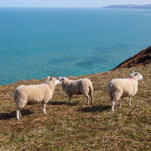 Dinas Island - 13 April 2014 / Walk around Dinas Island