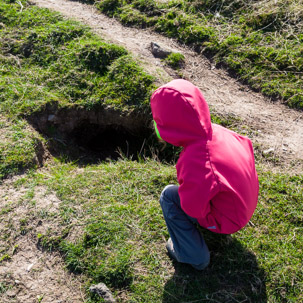 Dinas Island - 13 April 2014 / Alana discovered a rabbit's hole