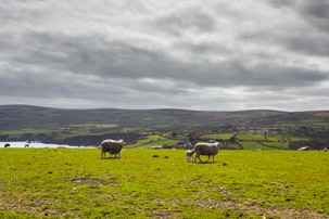 Dinas Island - 13 April 2014 / Dinas Island Farm