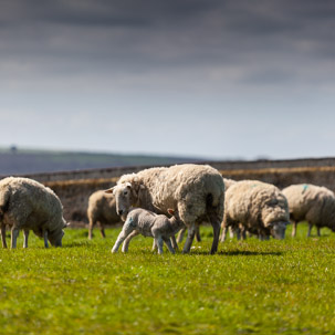 Dinas Island - 13 April 2014 / Dinas Island Farm